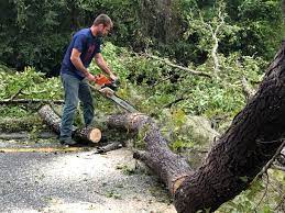 Goldsboro, NC Tree Care Company