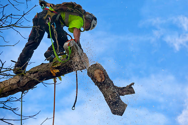How Our Tree Care Process Works  in  Goldsboro, NC